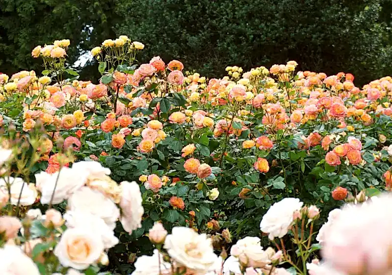 Bahçe Gülleri Bakımı Nasıldır? Ne Zaman Dikilir?