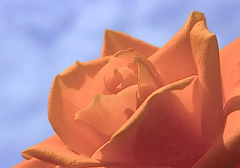 Ekvator Gülü Hakkında