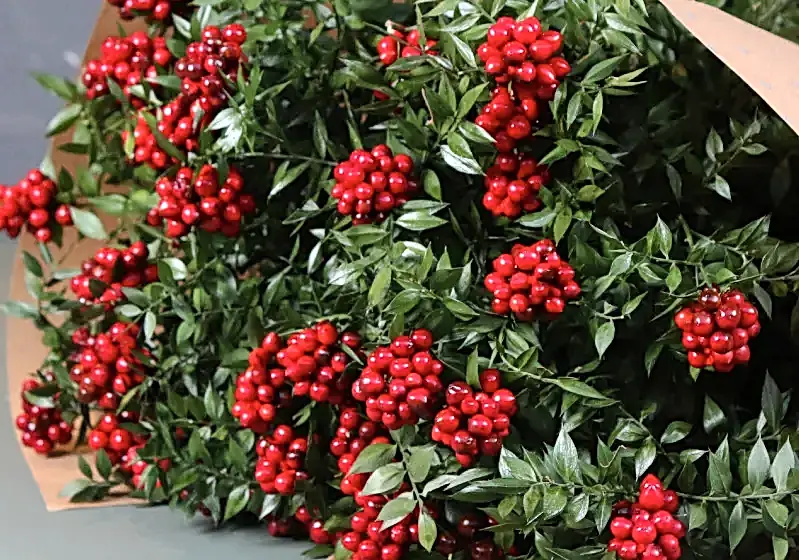 Yılbaşı Çiçeği Kokina Bakımı – Nasıl Çoğaltılır?