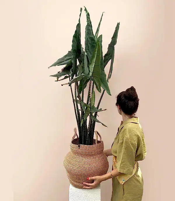 Alocasia Zebrina Sepette Fil Kulağı Bitkisi