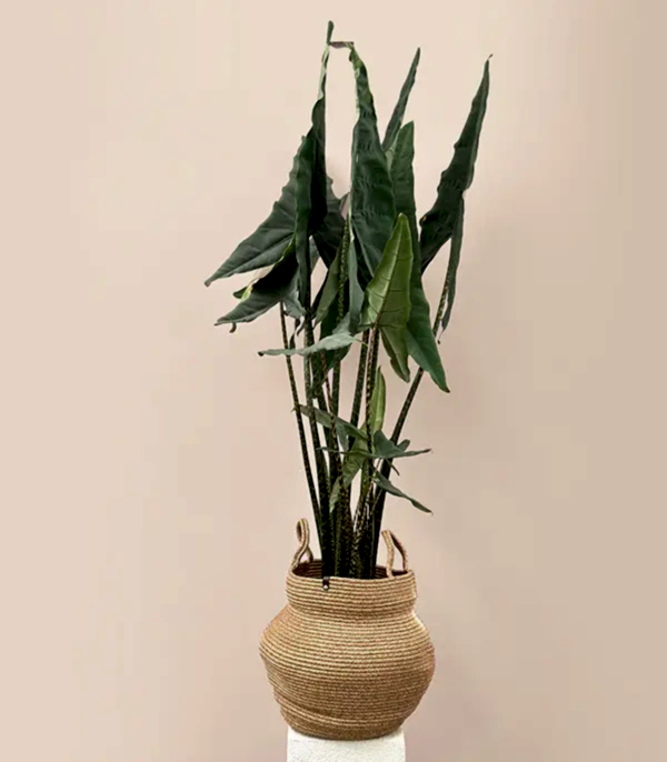 Alocasia Zebrina Sepette Fil Kulağı Bitkisi