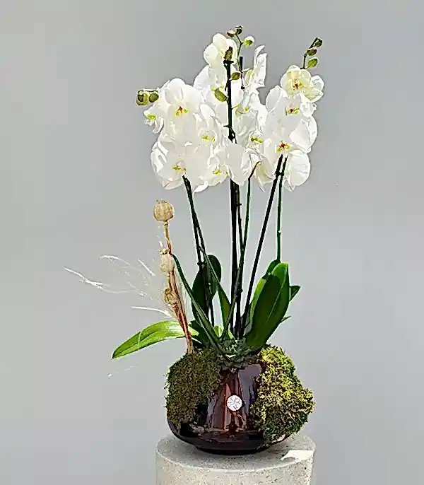 Amber Cam Saksıda 4 Dal Orkide Beyaz Quatro