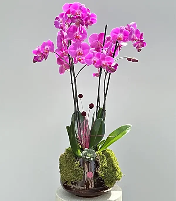 Amber Cam Saksıda 4 Dal Orkide Fuşya Quatro