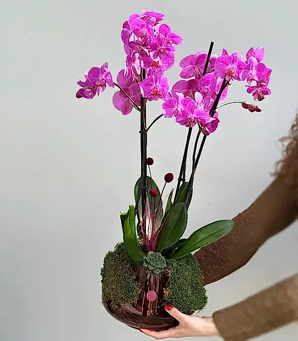 Amber Cam Saksıda 4 Dal Orkide Fuşya Quatro