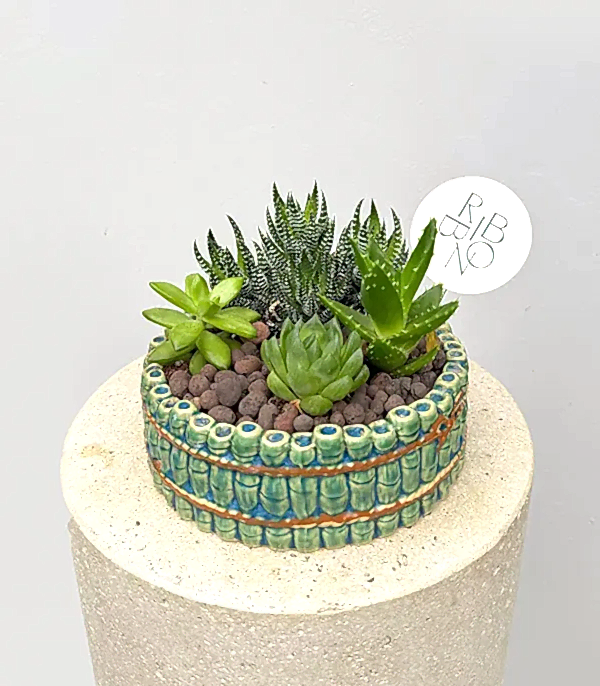 Bambu Seramik Vazoda Sukulent