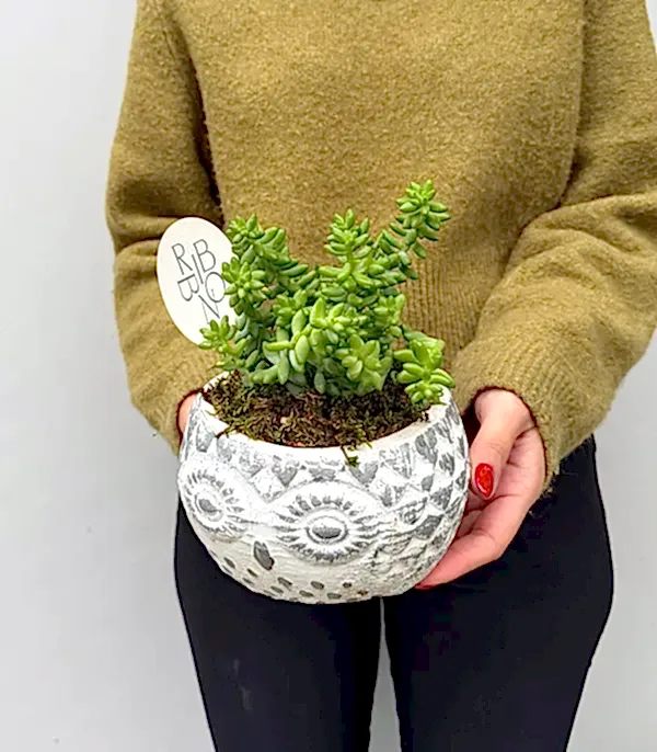 Baykuş Figürlü Saksıda Mini Sukulent