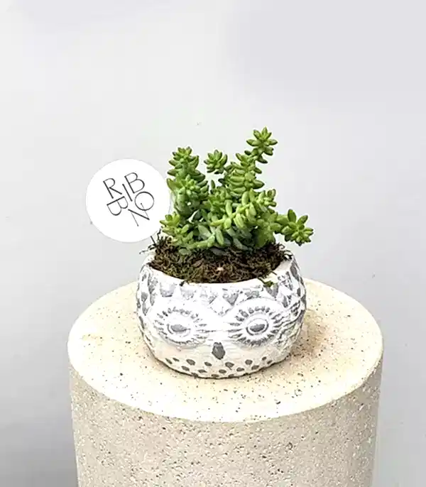 Baykuş Figürlü Saksıda Mini Sukulent