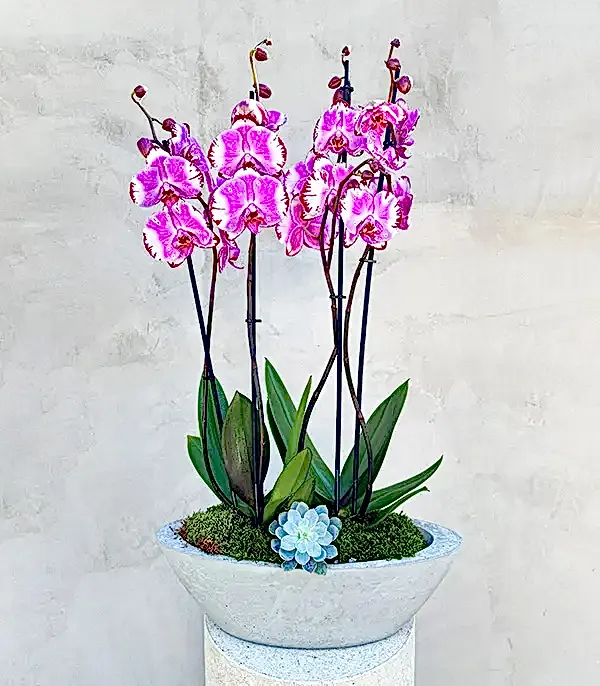 Beton Saksıda 4 Dal Orkide Fuşya Beyaz Quatro