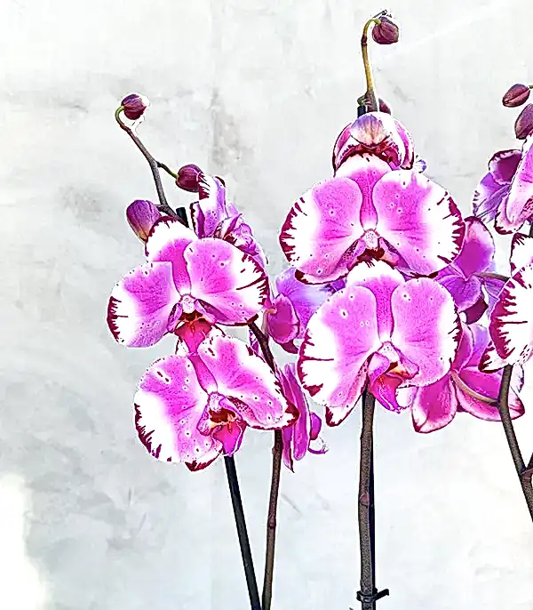 Beton Saksıda 4 Dal Orkide Fuşya Beyaz Quatro