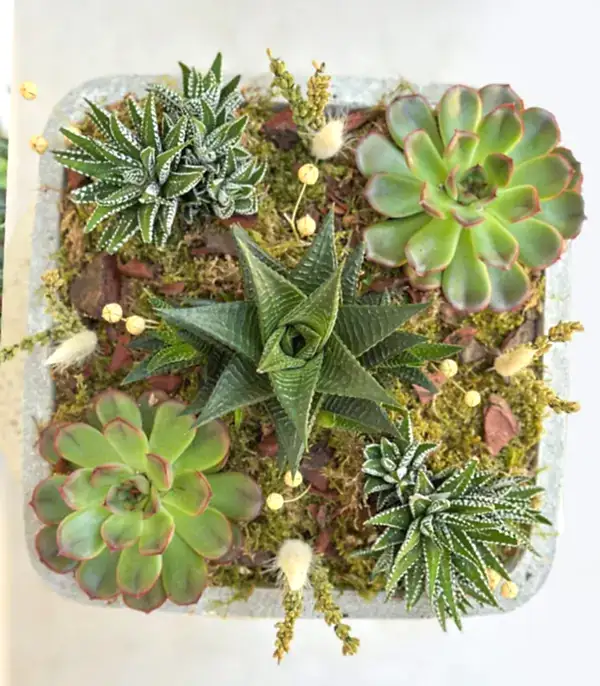 Beton Vazoda Sukulent Bahçesi Deluxe