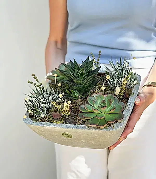 Beton Vazoda Sukulent Bahçesi Deluxe