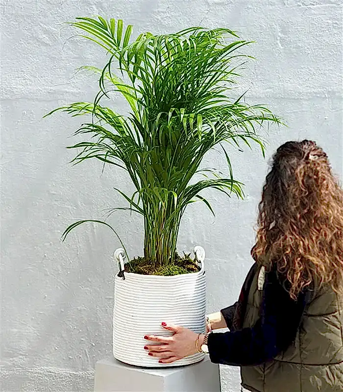 Beyaz Doğal Jüt Sepette Chamaedora Elegans Dağ Palmiyesi 80 cm