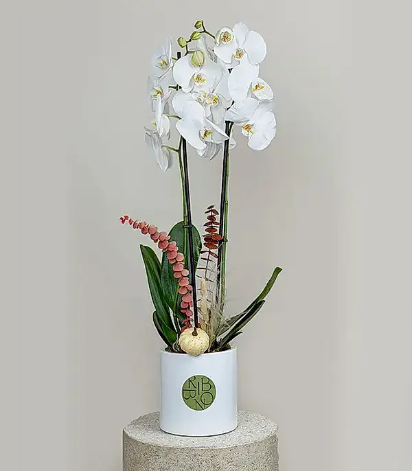 Beyaz Seramik Vazoda Beyaz Sonbahar Orkidesi