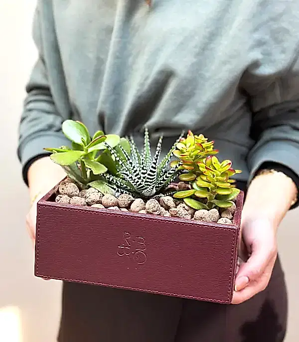 Bordo Deri Kutuda Sukulent