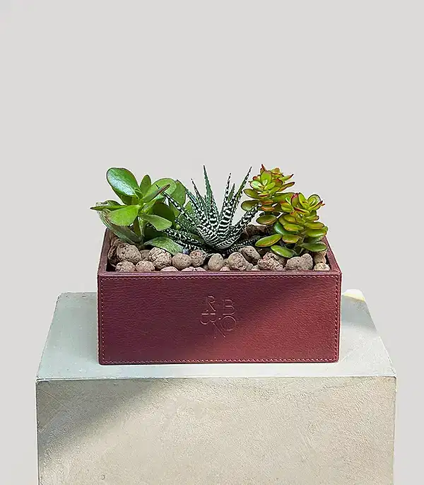 Bordo Deri Kutuda Sukulent
