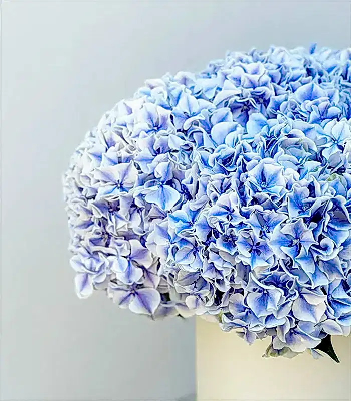 Bosphorus Krem Seramik Vazoda Ebruli Ortanca Aranjmanı