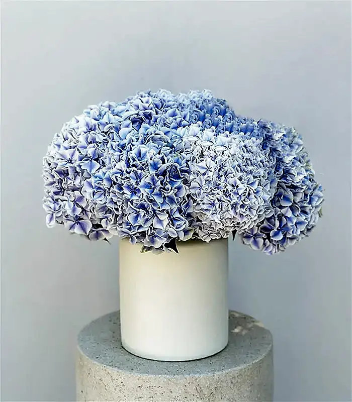 Bosphorus Krem Seramik Vazoda Ebruli Ortanca Aranjmanı