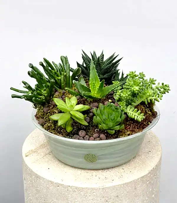 Deluxe Cam Saksıda Sukulent