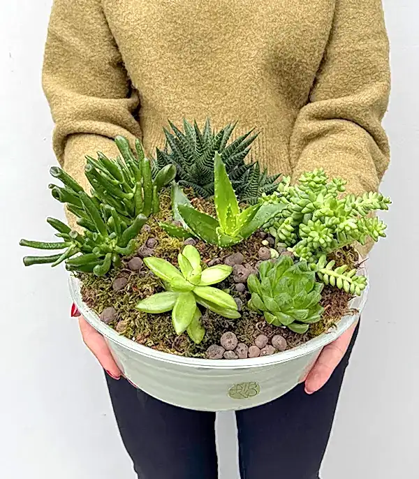 Deluxe Cam Saksıda Sukulent