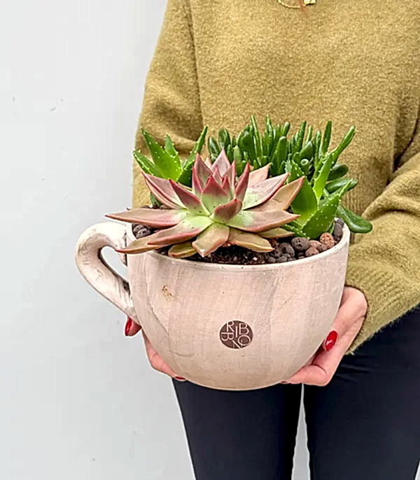 Deluxe Dev Fincan Saksıda Sukulent