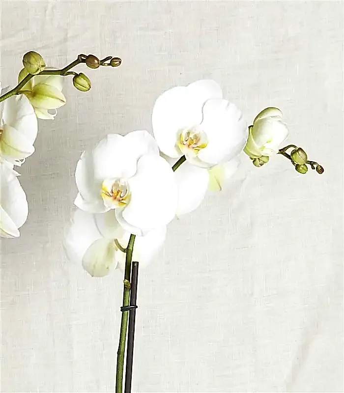 Beyaz Orkide Luxe