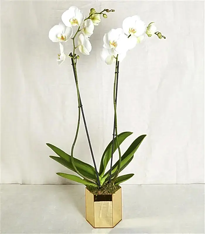 Beyaz Orkide Luxe