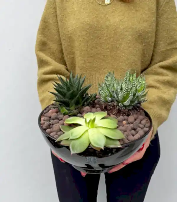 Deluxe Siyah Cam Saksıda Sukulent