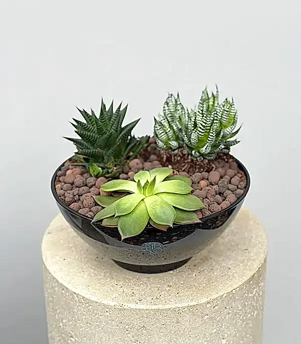 Deluxe Siyah Cam Saksıda Sukulent