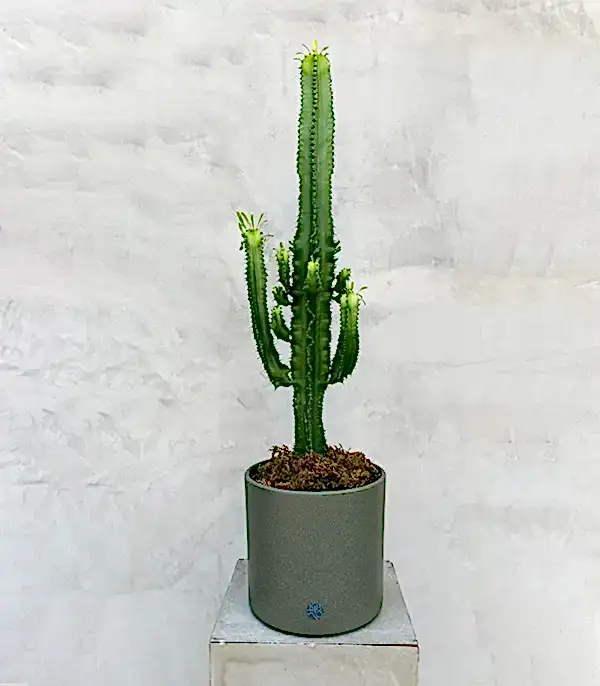 Dev Kaktüs Seramik Saksıda Euphorbia Ingens