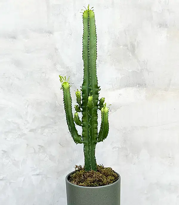 Dev Kaktüs Seramik Saksıda Euphorbia Ingens