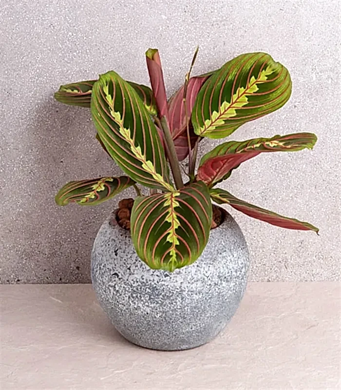 Dolunay Taş Saksıda Maranta Bitkisi