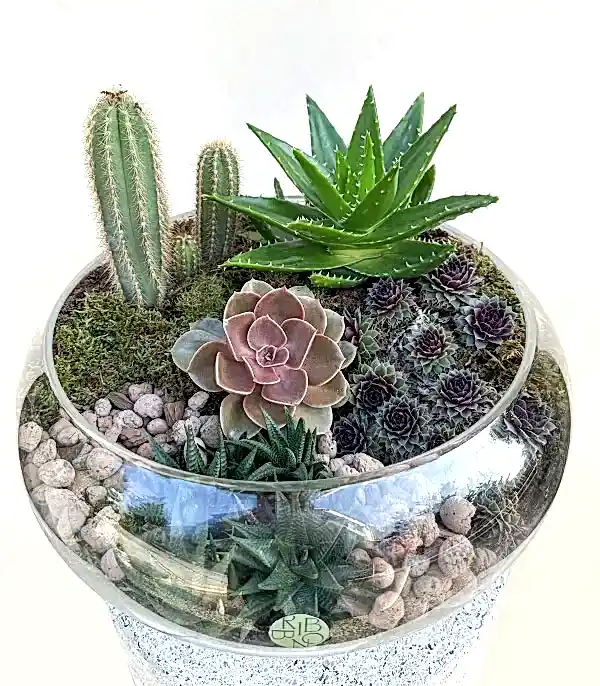 Grand Deluxe Cam Vazoda Kaktüs ve Sukulent Teraryum