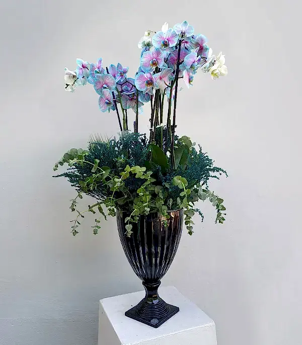 Grand Deluxe Siyah Saksı 6 Dallı Orkide Mavi Pembe Orkide Bubble Gum