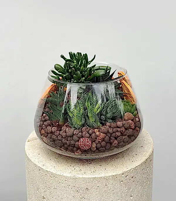 Grand Deluxe Vazoda Cam Teraryum Sukulent