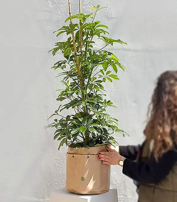 Krem Deri Saksıda Schefflera Şeflera Bitkisi 120 cm
