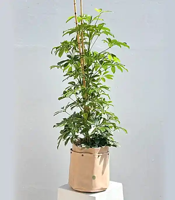 Krem Deri Saksıda Schefflera Şeflera Bitkisi 120 cm