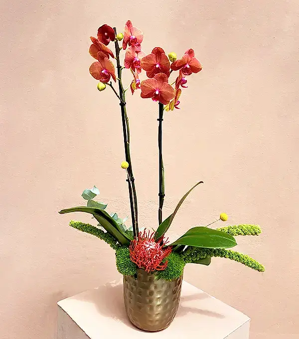 Lady Coral Luxe Chrome Vazoda Orkide Narçiçeği