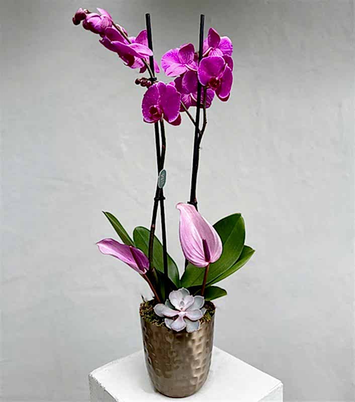 Lady Pink Luxe Chrome Vazoda Orkide Pembe