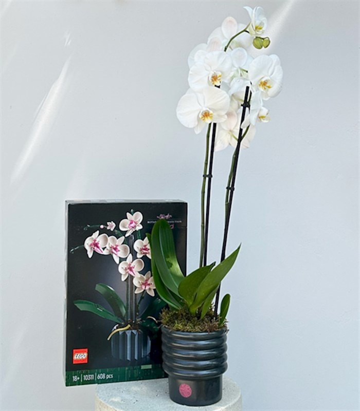 LEGO Orkide & Beyaz Saksı Orkide Hediye Kutusu