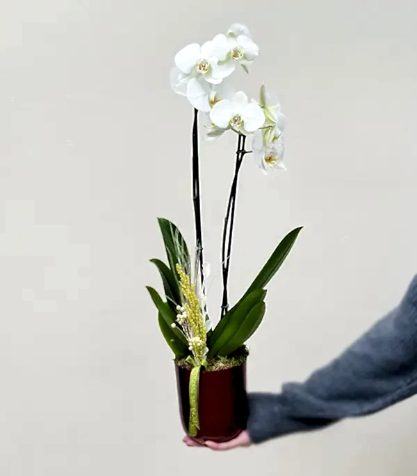 Luxe Bakır Chrome Vazoda Beyaz Orkide