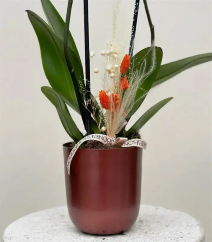 Luxe Bakır Chrome Vazoda Narçiçeği Orkide