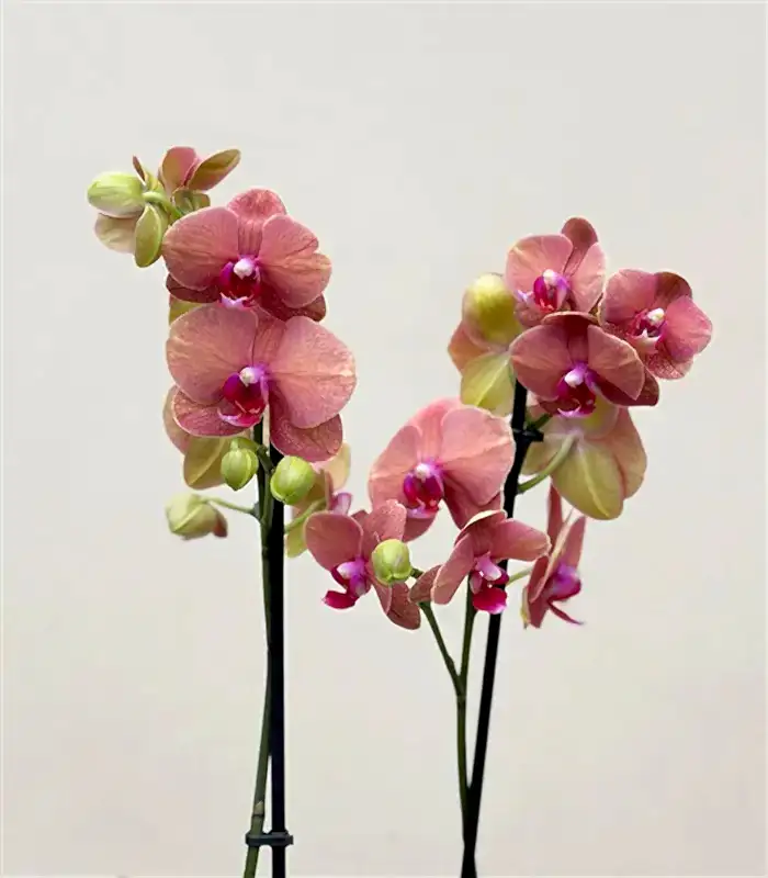 Luxe Bakır Chrome Vazoda Narçiçeği Orkide