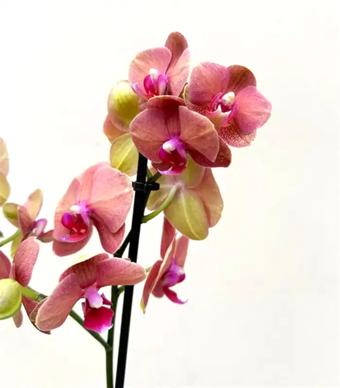 Luxe Bakır Chrome Vazoda Narçiçeği Orkide