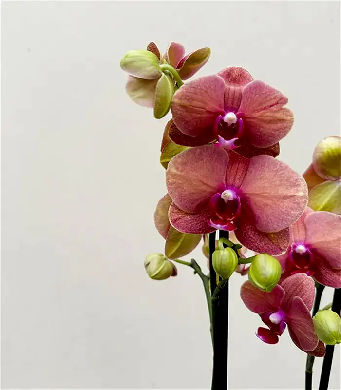 Luxe Bakır Chrome Vazoda Narçiçeği Orkide