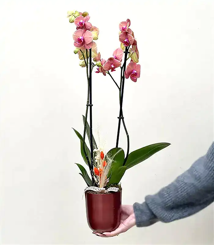 Luxe Bakır Chrome Vazoda Narçiçeği Orkide