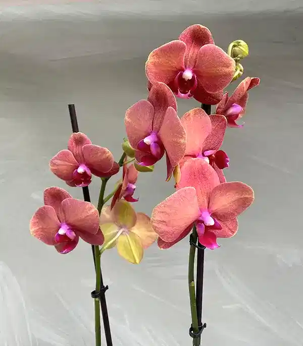 Luxe Gold Vazoda Orkide Narçiçeği