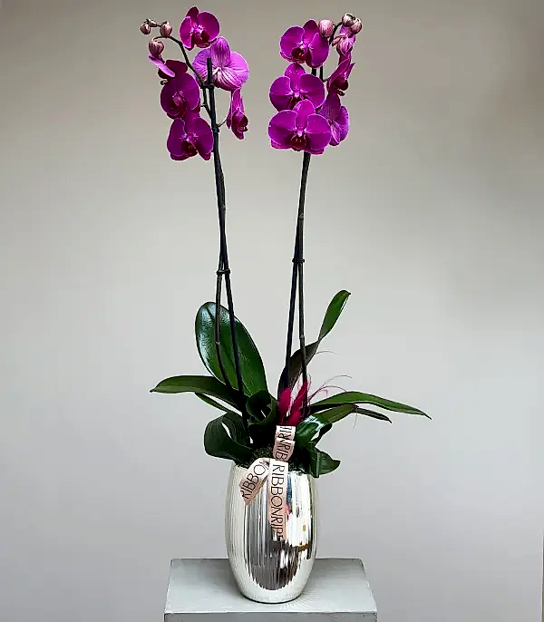 Luxe Silver Ayna Efektli Uzun Vazoda Fuşya Orkide