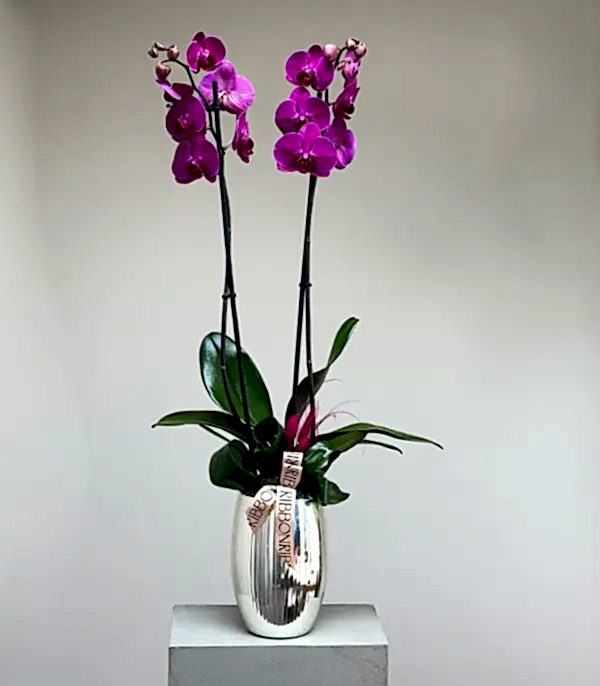 Luxe Silver Ayna Efektli Uzun Vazoda Fuşya Orkide