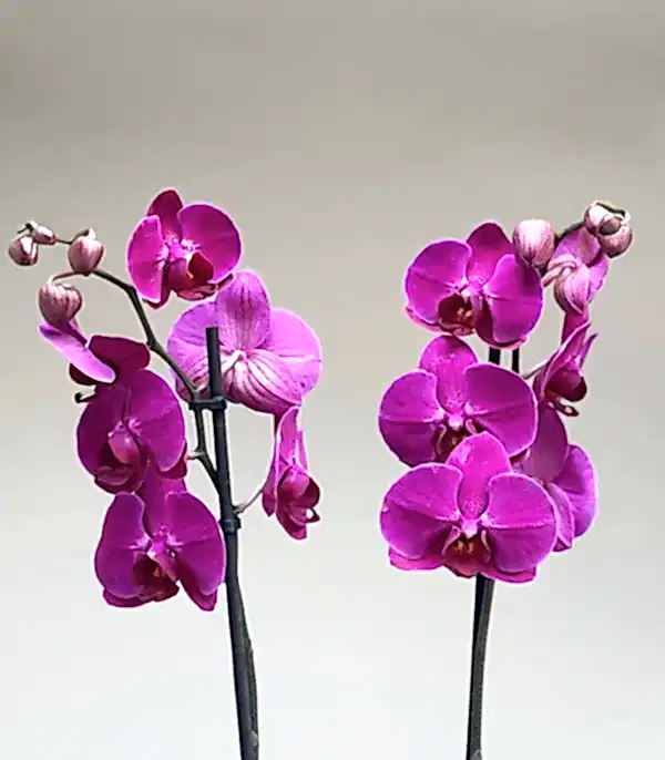 Luxe Silver Ayna Efektli Uzun Vazoda Fuşya Orkide