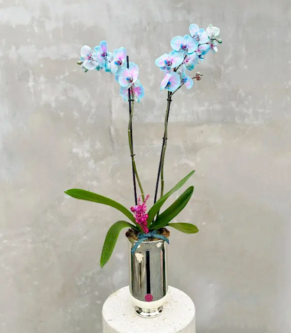 Luxe Silver Uzun Vazoda Mavi Pembe Orkide Bubble Gum